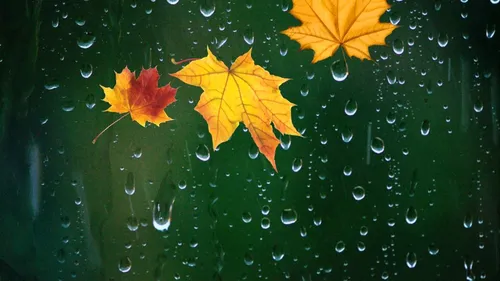 Осень Дождь Обои на телефон желтые листья на окне