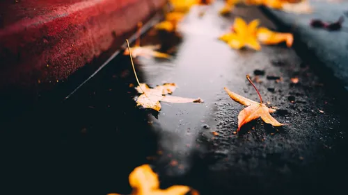 Осень Дождь Обои на телефон группа листьев на влажной поверхности