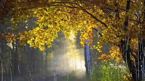 Осень Дождь Обои на телефон лес с желтыми листьями