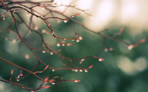 Осень Дождь Обои на телефон крупный план ветки дерева