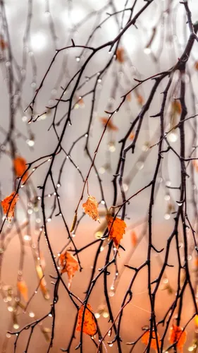 Осень Дождь Обои на телефон дерево с апельсиновыми листьями