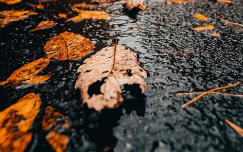 Осень Дождь Обои на телефон группа листьев на земле