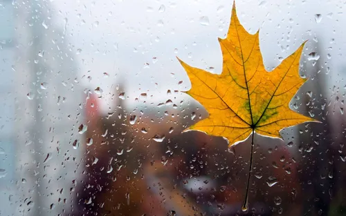 Осень Дождь Обои на телефон желтый лист на окне