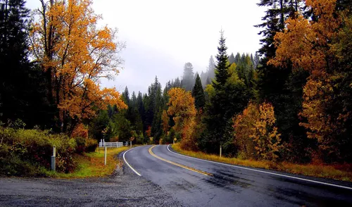 Осень Дождь Обои на телефон дорога с деревьями на обочине