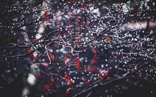Осень Дождь Обои на телефон дерево с красными листьями