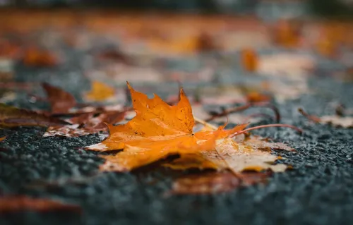 Осень Дождь Обои на телефон лист на земле