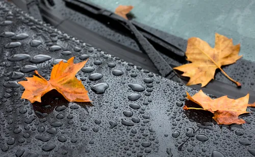 Осень Дождь Обои на телефон группа листьев на каменной поверхности