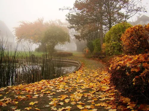 Осень Дождь Обои на телефон река с осенними листьями