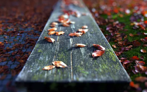 Осень Дождь Обои на телефон группа листьев на деревянной поверхности