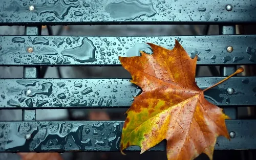 Осень Дождь Обои на телефон лист на металлической поверхности