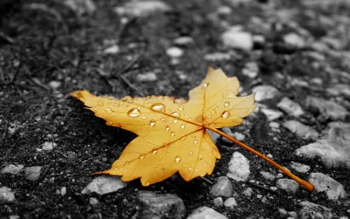 Осень Дождь Обои на телефон желтый лист на земле