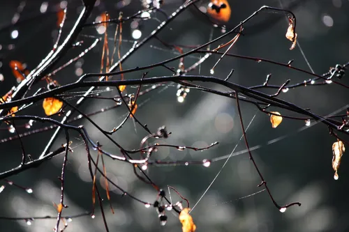 Осень Дождь Обои на телефон закрыть ветку дерева