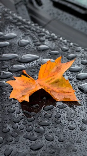 Осень Дождь Обои на телефон лист на мокрой поверхности