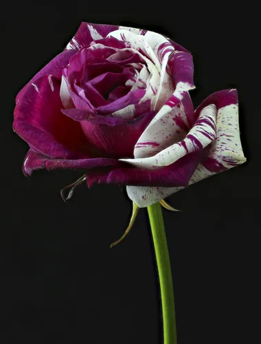Роза На Черном Фоне Обои на телефон роза крупным планом