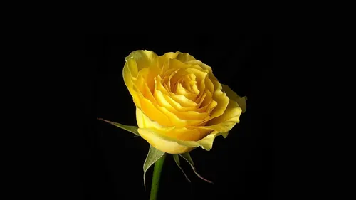 Роза На Черном Фоне Обои на телефон желтый цветок с зелеными листьями