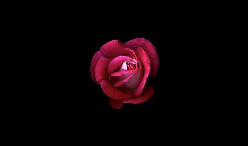 Роза На Черном Фоне Обои на телефон розовая роза на черном фоне