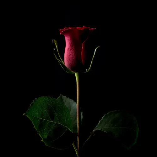 Роза На Черном Фоне Обои на телефон красная роза с зелеными листьями