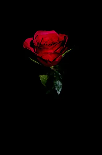 Роза На Черном Фоне Обои на телефон фотография