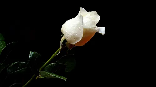 Роза На Черном Фоне Обои на телефон белый цветок с зелеными листьями