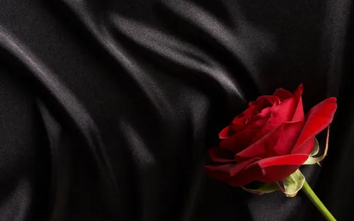 Роза На Черном Фоне Обои на телефон красная роза на черной ткани
