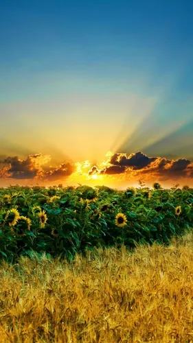 Спокойные Обои на телефон цветочное поле с закатом солнца на заднем плане