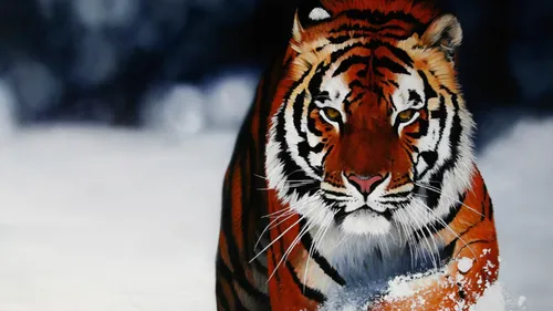 Тигр Фото Обои на телефон тигр на снегу