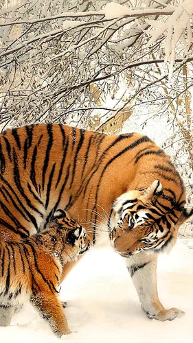 Тигр Фото Обои на телефон тигр и детеныш в снегу