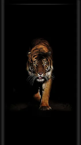 Тигр Фото Обои на телефон тигр, идущий по черной поверхности
