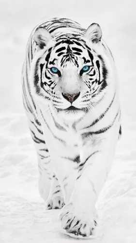 Тигр Фото Обои на телефон белый тигр с голубыми глазами