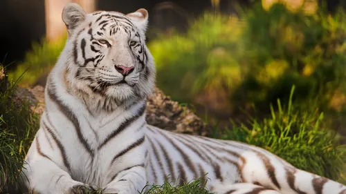 Тигр Фото Обои на телефон белый тигр лежа