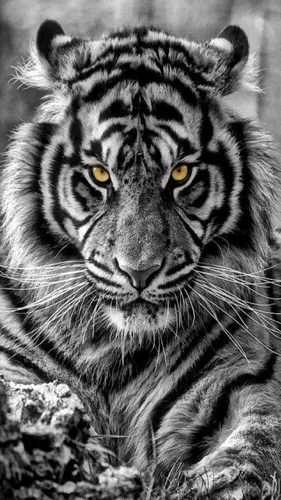 Тигр Фото Обои на телефон черно-белый тигр