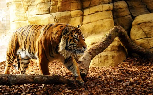 Тигр Фото Обои на телефон тигр, идущий перед каменной стеной