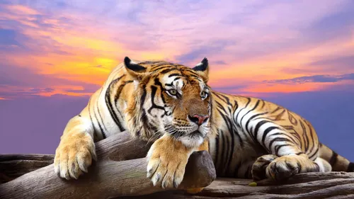 Тигр Фото Обои на телефон тигр, лежащий на бревне
