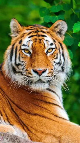 Тигр Фото Обои на телефон тигр смотрит в камеру