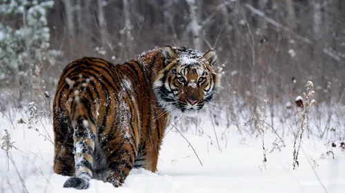 Тигр Фото Обои на телефон тигр гуляет по снегу