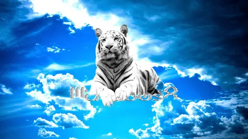 Тигр Фото Обои на телефон белый тигр на лодке