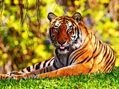 Тигр Фото Обои на телефон тигр лежит в траве