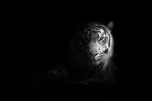 Тигр Фото Обои на телефон черно-белая фотография тигра