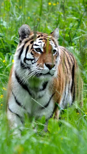 Тигр Фото Обои на телефон тигр в траве