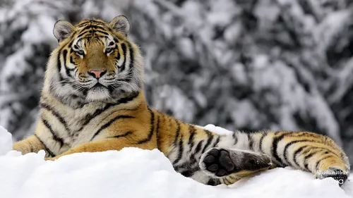 Тигр Фото Обои на телефон тигр, лежащий на снегу