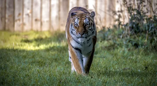 Тигр Фото Обои на телефон тигр гуляет по траве