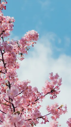 Японские Обои на телефон розовые цветы на дереве