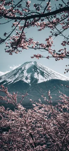 Японские Обои на телефон гора с розовыми цветами