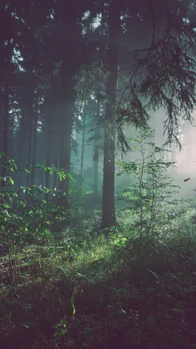 Атмосферные Обои на телефон лес с деревьями