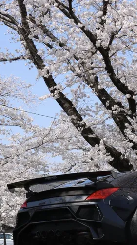 Дрифт Обои на телефон автомобиль, припаркованный перед деревом с белыми цветами