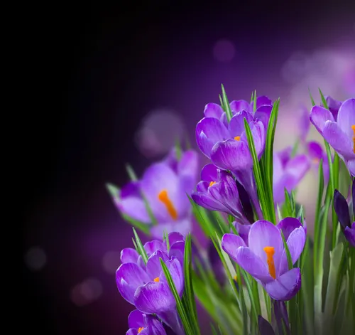 Заставки Цветы Обои на телефон крупный план фиолетовых цветов