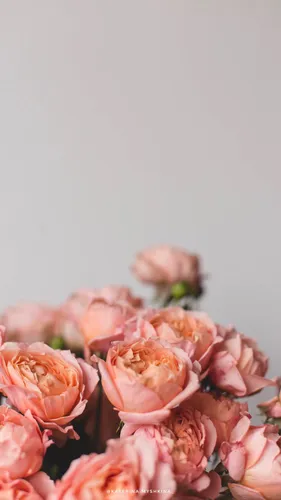 Заставки Цветы Обои на телефон группа розовых цветов