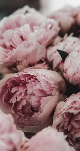 Заставки Цветы Обои на телефон крупный план некоторых розовых цветов