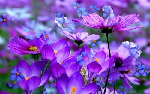 Заставки Цветы Обои на телефон группа фиолетовых цветов