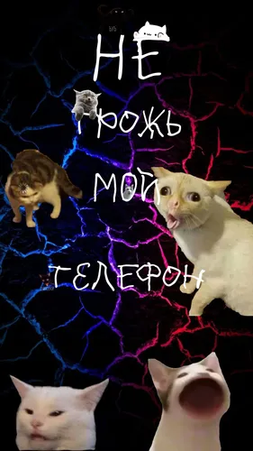 Мемные Обои на телефон группа кошек